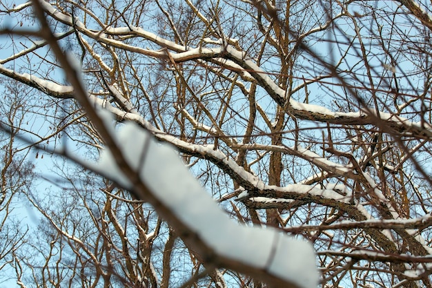 Plantas cubiertas de nieve en la temporada de invierno