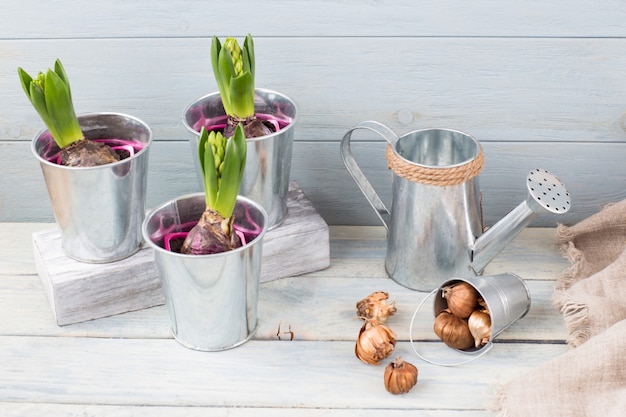 Plantas en cubos de metal, semillas y regadera.