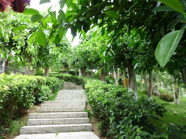 Plantas cultivadas em estufa