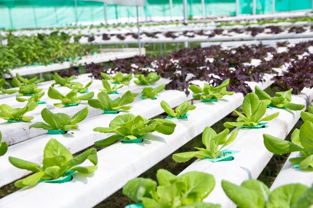 Plantas cultivadas em estufa