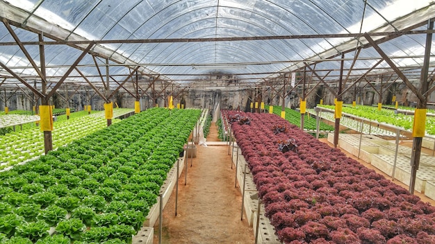 Plantas cultivadas em estufa