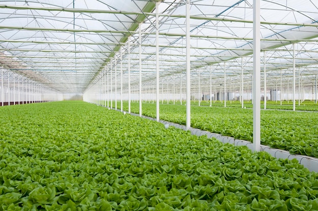 Plantas cultivadas em estufa