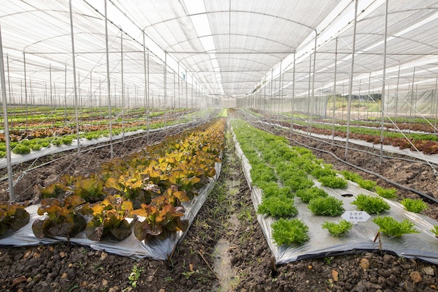 Plantas cultivadas em estufa