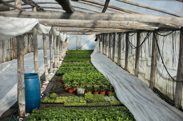 Foto plantas cultivadas em estufa