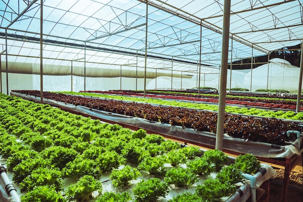 Plantas cultivadas em estufa