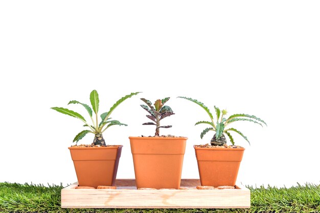 Foto plantas cultivadas en macetas pequeñas para hogar y jardín aisladas.