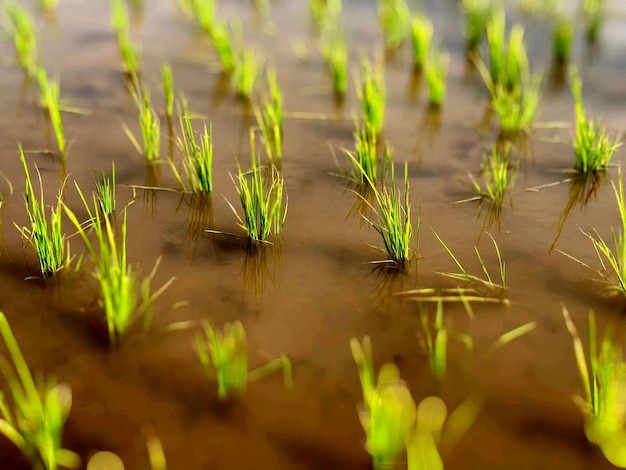 Foto plantas cultivadas na quinta