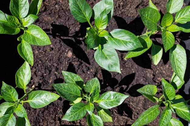 Plantas cultivadas no solo