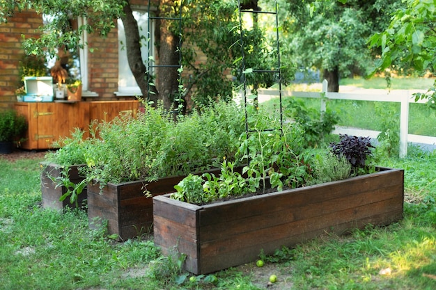 Plantas de cultivo de lecho elevado, hierbas y especias en el patio trasero de casa