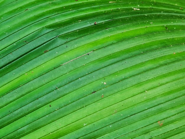 Foto las plantas de curculigo se pueden usar como medicina herbal para la diabetes