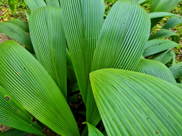 Foto las plantas de curculigo se pueden usar como medicina herbal para la diabetes