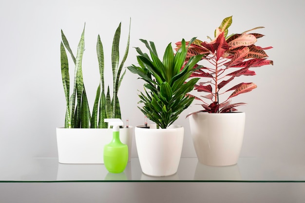 Plantas da casa em vasos brancos no fundo de uma parede cinza