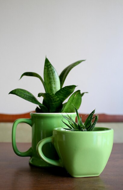 Plantas da casa em vasos coloridos em forma de xícaras de cozinha