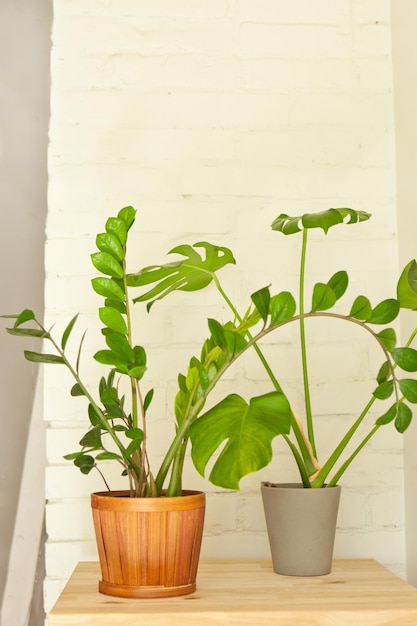 Plantas da casa na prateleira monstera e zamioculcas elementos de design de interiores flores em vasos