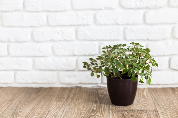 Plantas da casa. Suculentos