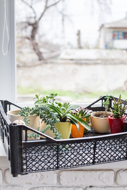 Plantas da casa. suculentos