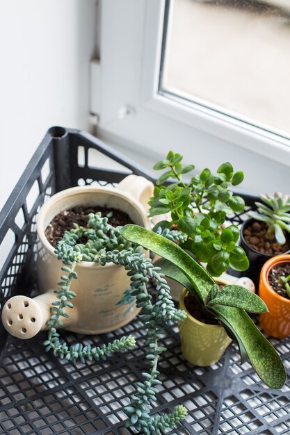 Foto plantas da casa. suculentos