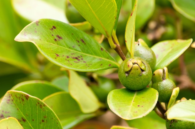 Foto plantas da colômbia