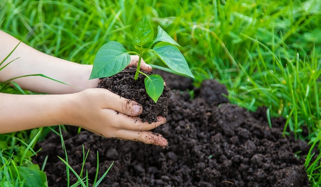 Plantas da criança e plantas molhando no jardim. Foco seletivo.