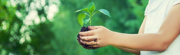 Plantas da criança e plantas molhando no jardim.