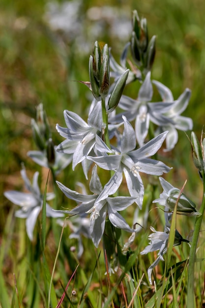 Plantas da Grécia Uma planta tenra Ornithogalum nutans com flores brancas fechadas