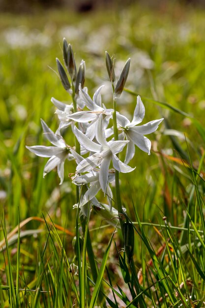 Plantas da Grécia Uma planta tenra Ornithogalum nutans com flores brancas fechadas