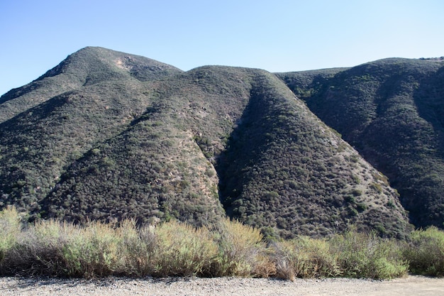 Plantas da natureza da vasta paisagem montanhosa