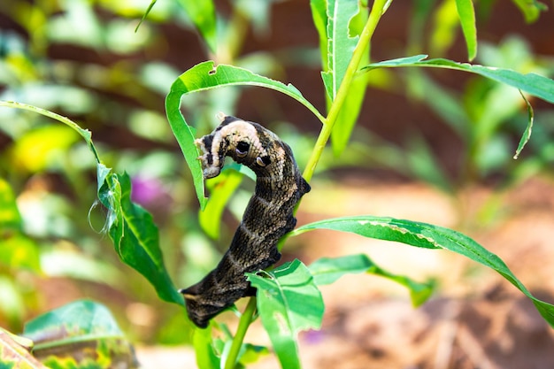 Plantas danificadas por lagartasLagarta em um arbusto verde Uma lagarta uma larva que se alimenta das folhas de uma planta