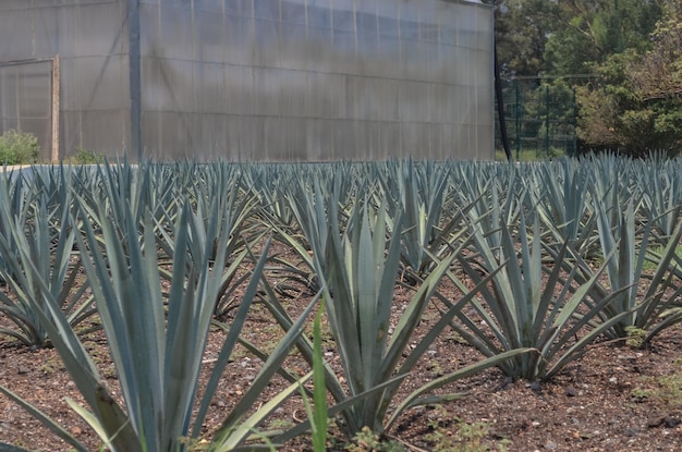 Plantas de agave azul em um campo