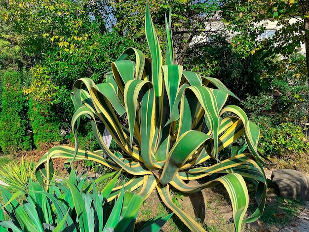 Plantas de agave ornamentais no parque sochi rússia