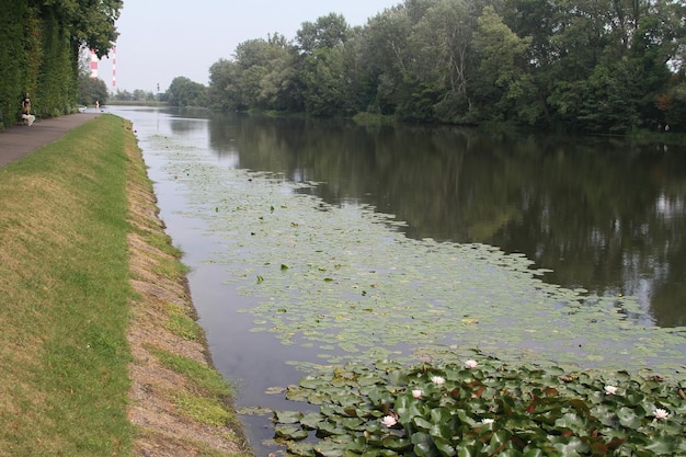 Plantas de água e lírios em uma lagoa na cidade de Varsóvia, Polônia