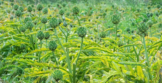 Plantas de alcachofra crescendo em um campo