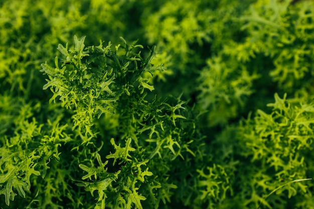 Plantas de alface maduras em canteiros elevados prontos para a colheita Uma variedade de lindas cabeças de salada verdes grandes e orgânicas à luz do dia Foco seletivo com linhas vegetarianas desfocadas e abstratas