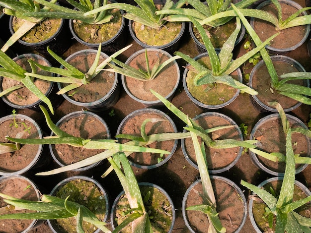 Plantas de aloe vera crescendo no berçário