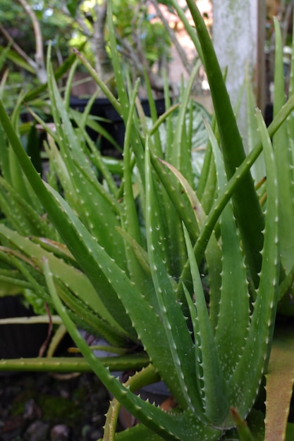 plantas de aloe vera que prosperam em vasos no quintal que podem ser usadas para tratar o cabelo