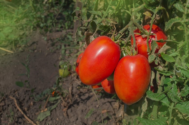 Plantas de ameixa de tomates frescos Tomates pendurados em plantas na fazenda orgânica