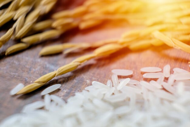 Foto plantas de arroz com arroz branco e arroz não moído arroz de arroz orgânicoarroz de arroz de arroz de jasmim tailandês