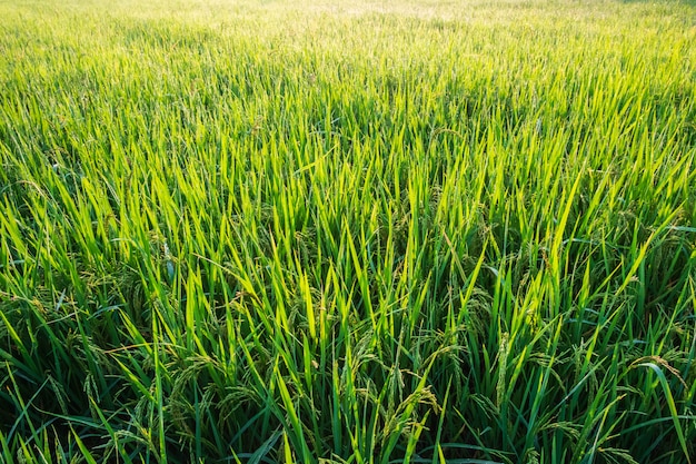 Plantas de arroz em campos de arroz