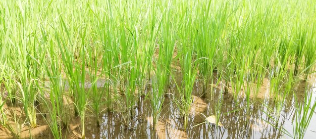 Foto plantas de arroz estão crescendo em uma lagoa