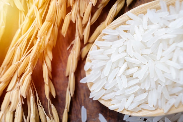 Plantas de arroz fechadas com arroz branco e arroz não moído arroz orgânico arroz de arroz de arroz de arroz de jasmim tailandês