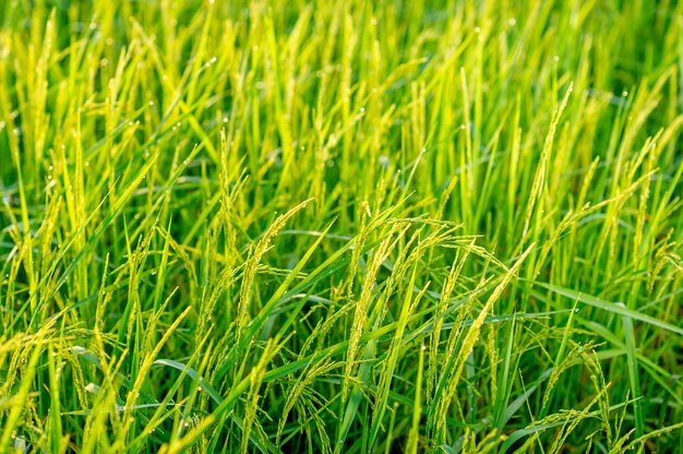 Plantas de arroz que estão crescendo e produzindo grãos durante a estação da colheita.