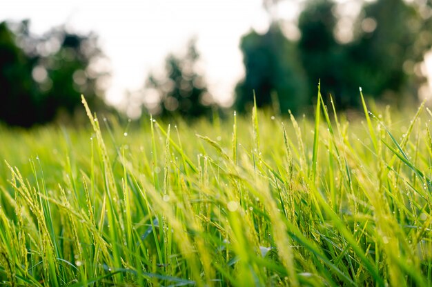 Plantas de arroz verde no campo