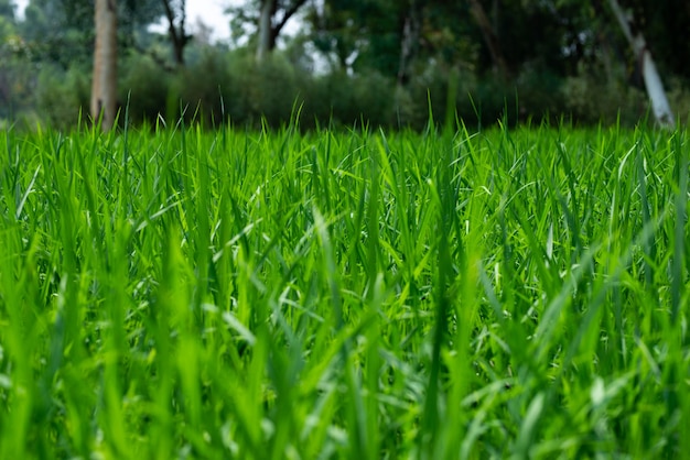 Plantas de arroz verde no campo