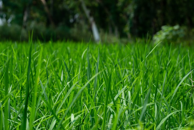 Plantas de arroz verde no campo