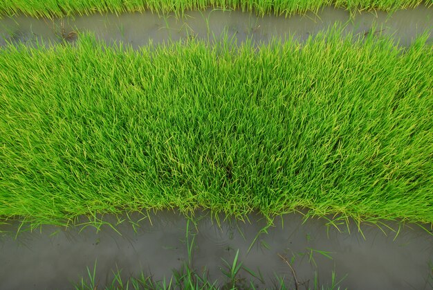 plantas de arroz verde