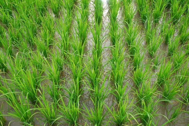plantas de arroz verde