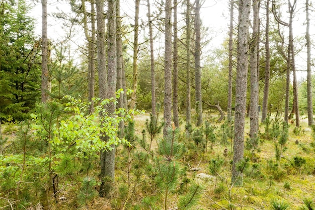 Plantas de árvores e vegetação em um campo florestal ou terra no campo no verão Paisagem bela e pacífica vista da vegetação e grama em um ambiente natural bosques ou bosques