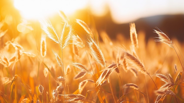 plantas de aveia em um campo ao pôr do sol fundo de natureza de verão