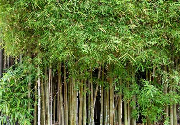 Plantas de bambu Bambusa vulgaris com folhas verdes para papel de parede natural