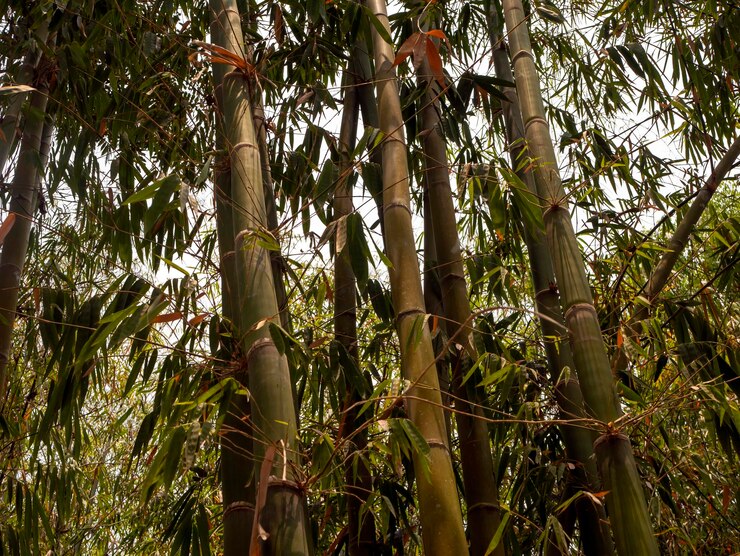 Foto plantas de bambu bambusa vulgaris no jardim com folhas verdes para papel de parede natural
